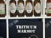 Marmot_46